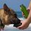 /environment/cache/images/300_300_productGfx_55e0e4493f779b593055d2d367a9ceca.jpg